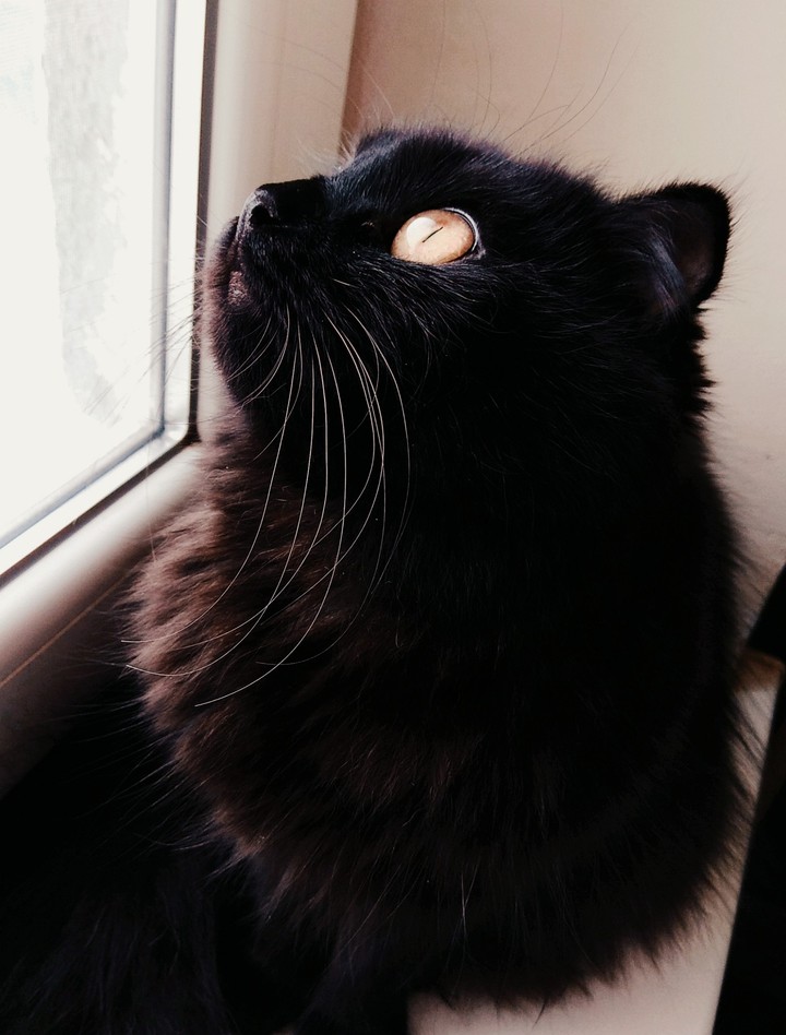 My kitty
