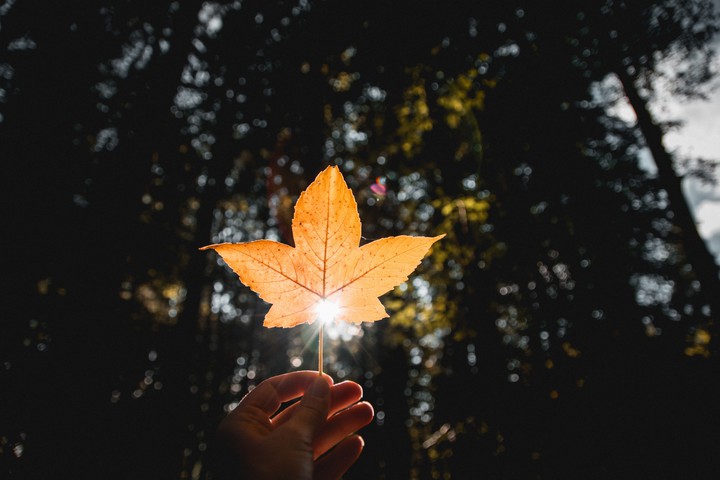 Autumn Leaf