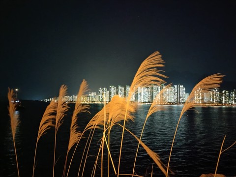 plant, Midnight achtergronden