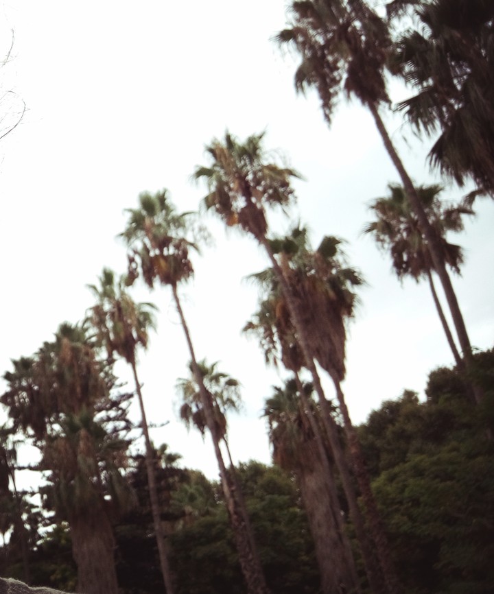 Palm trees 