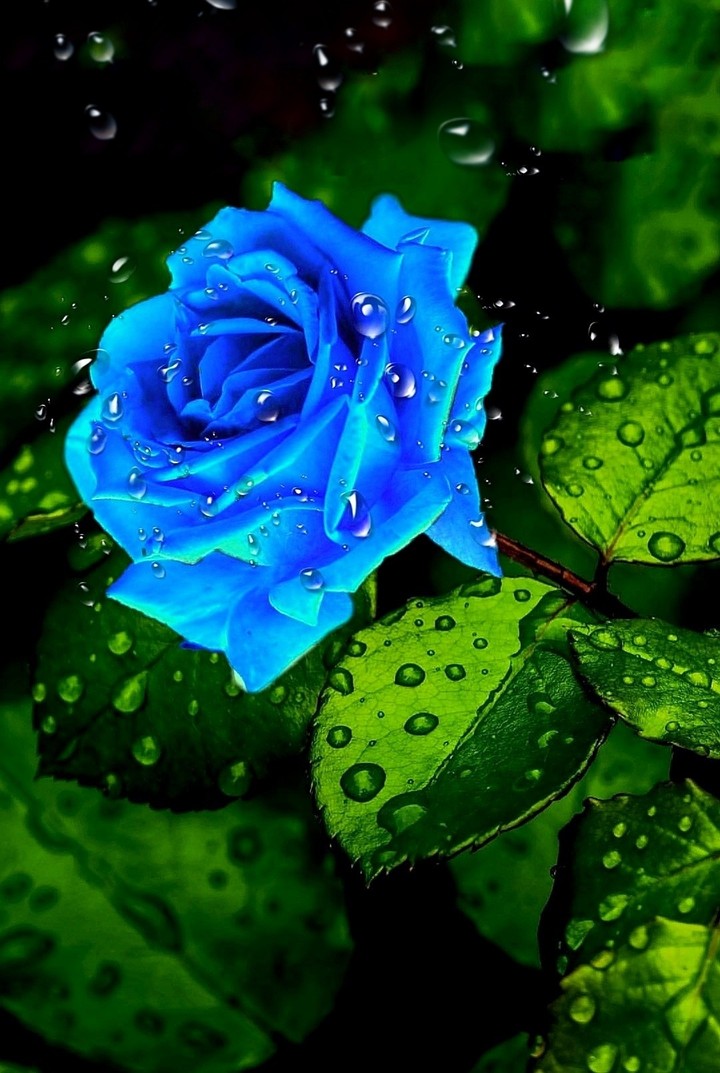 roses
