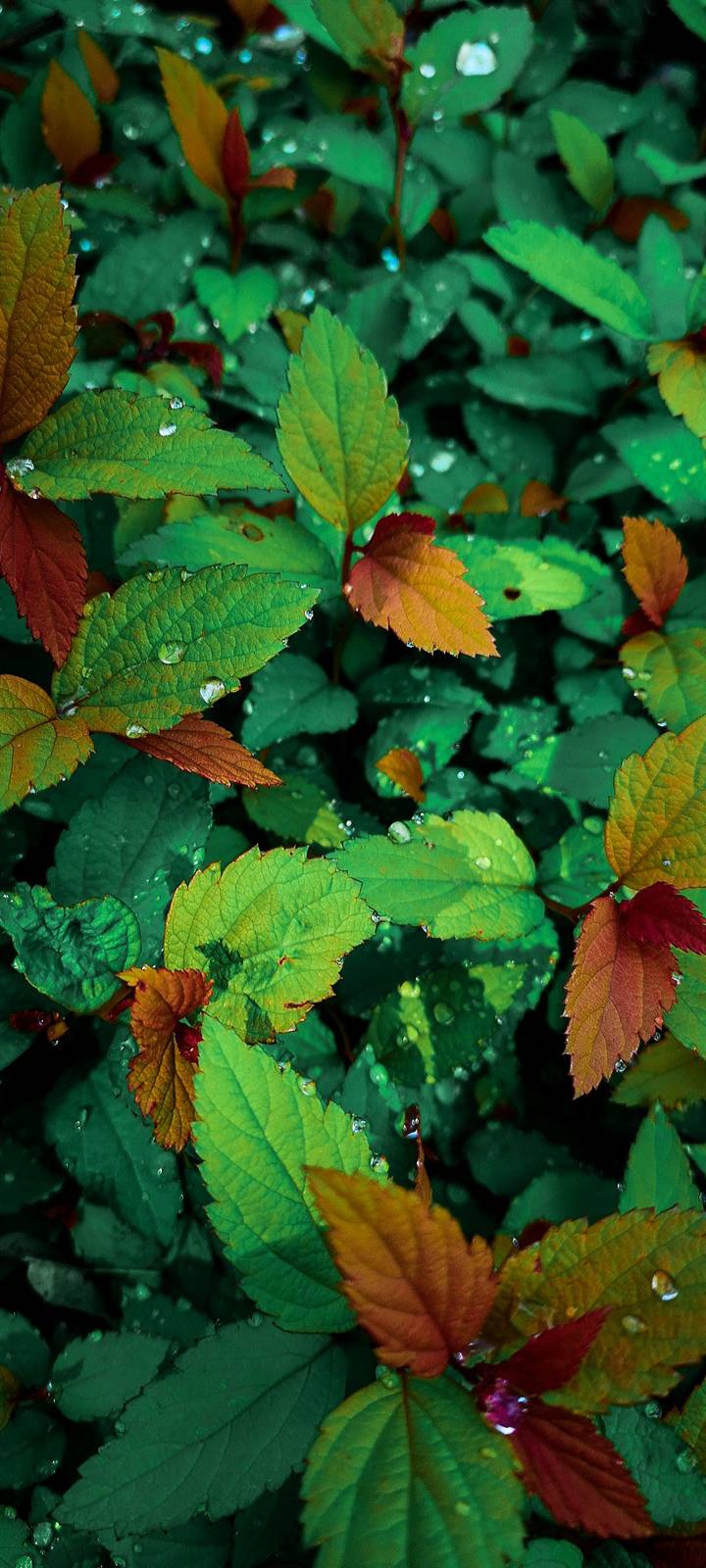 colorful nature