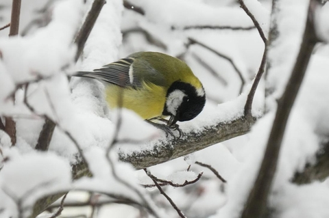 bird, plant वॉलपेपर