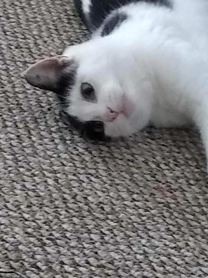 I told her she is adopted