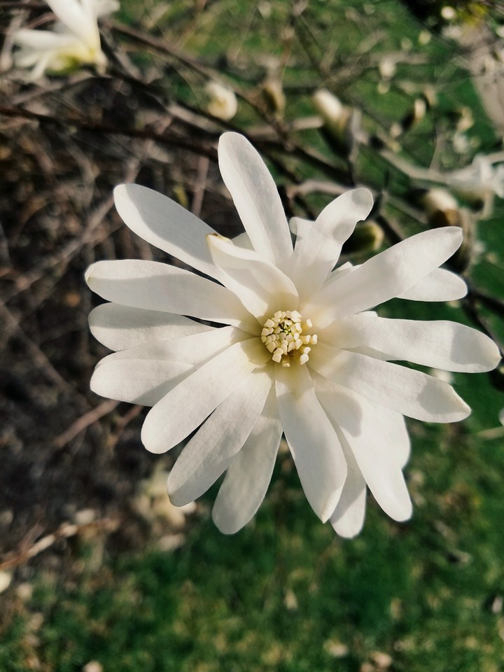 white flower