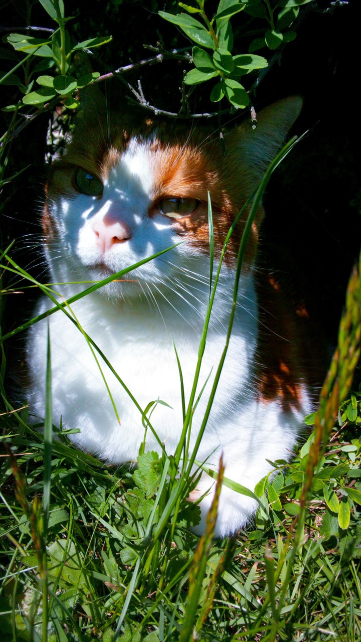 Chat dans la nature