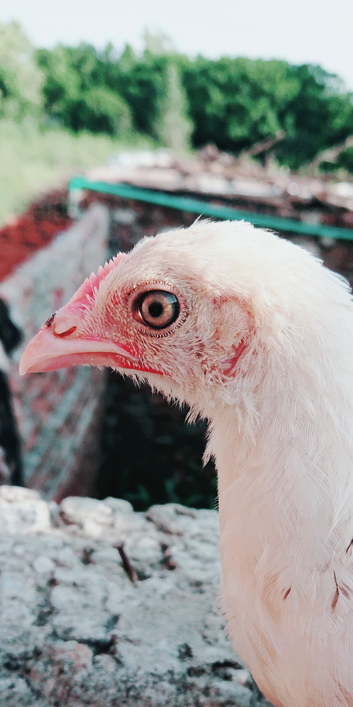 Chick