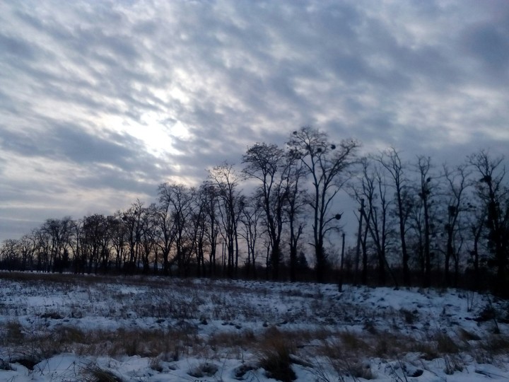 Winter Trees