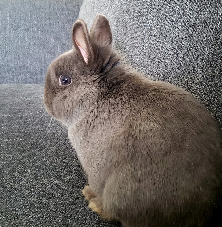 sir bun
