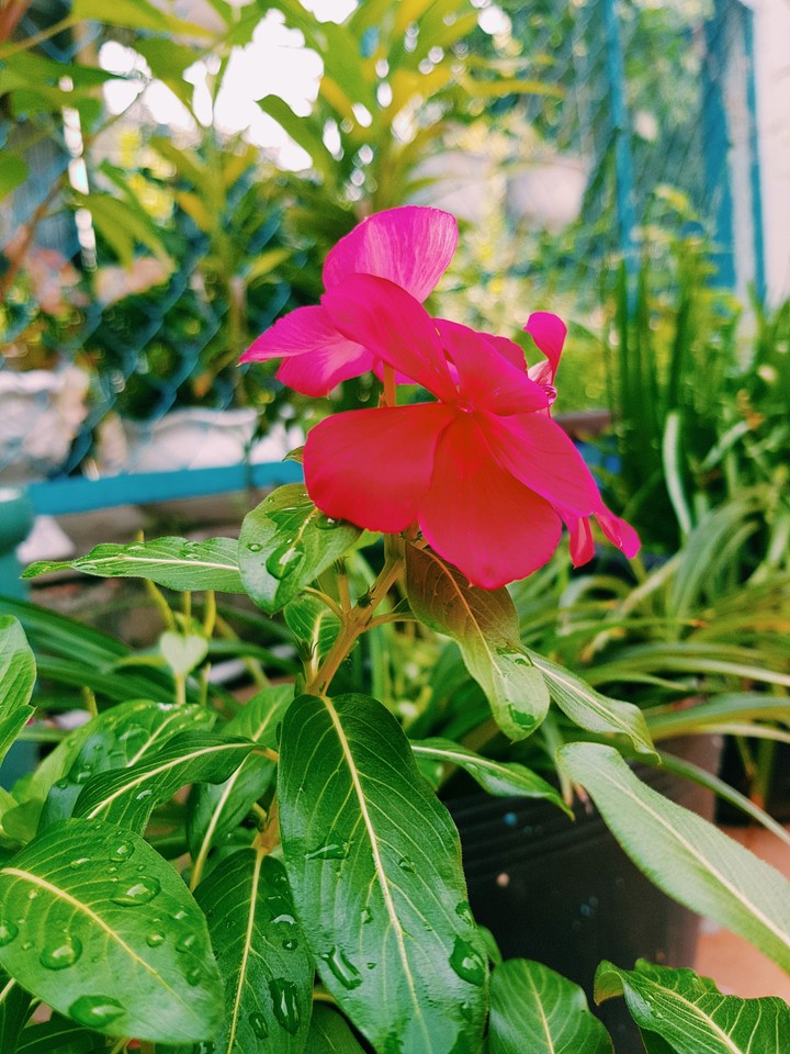 flower