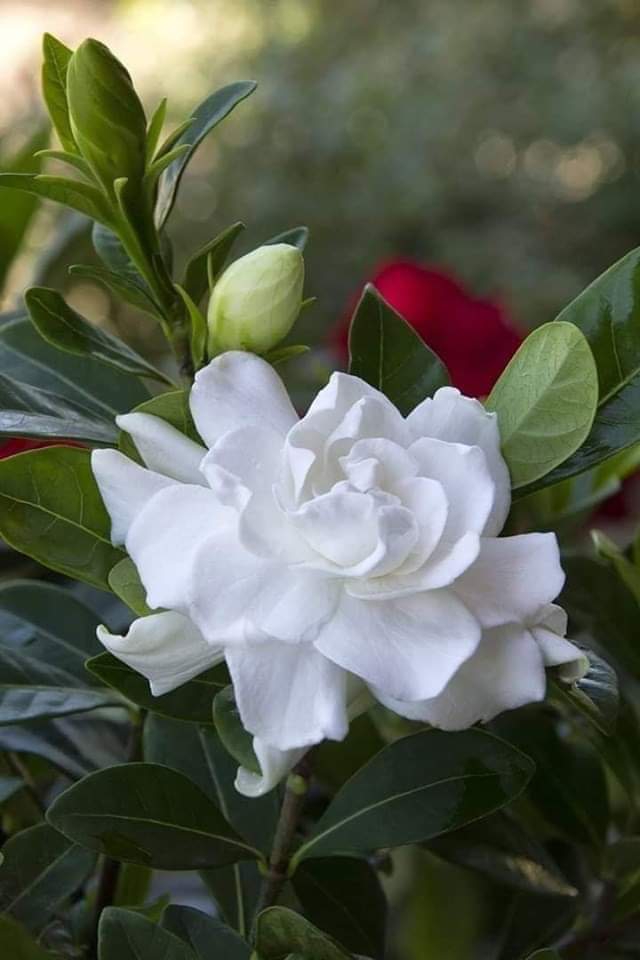 Rosa Blanca