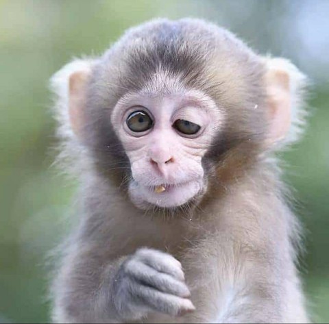 monkey