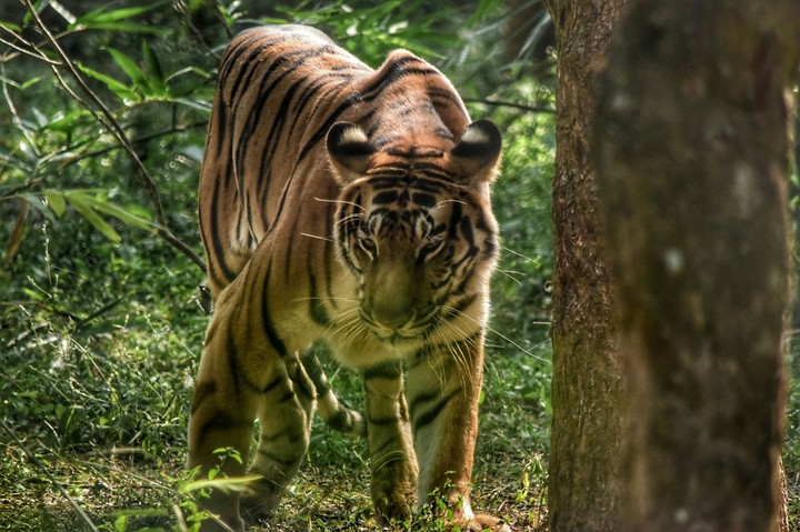 The Graceful Tigress