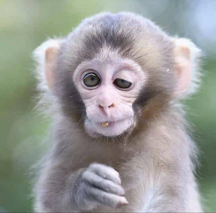 monkey