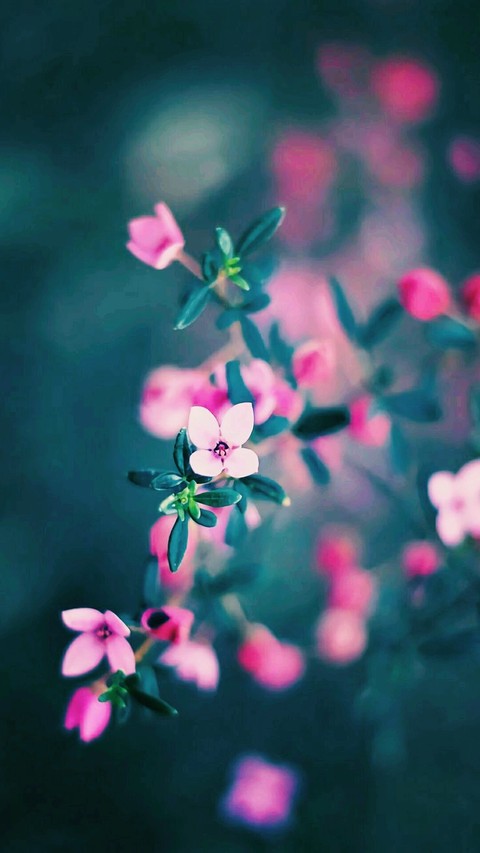 tiny flower