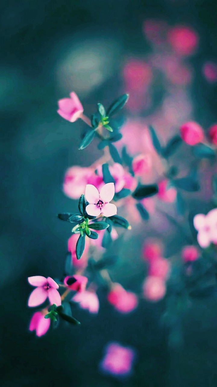 tiny flower