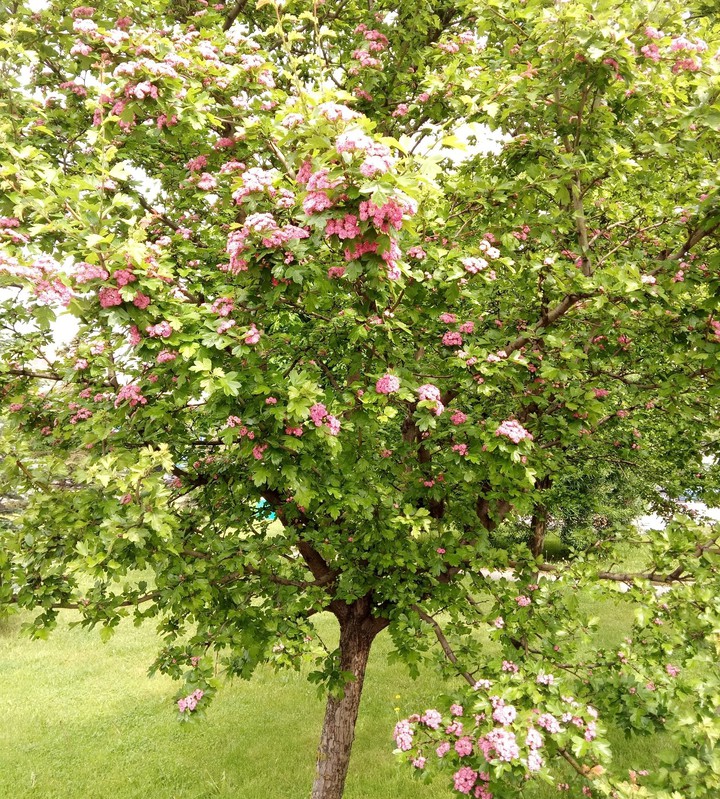 весна