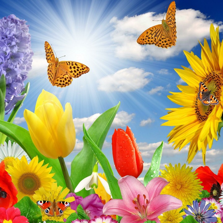 fleurs HD