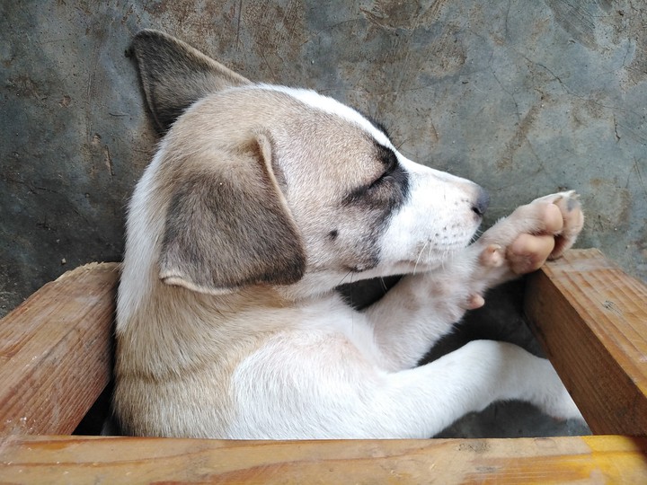 Sleeping puppy