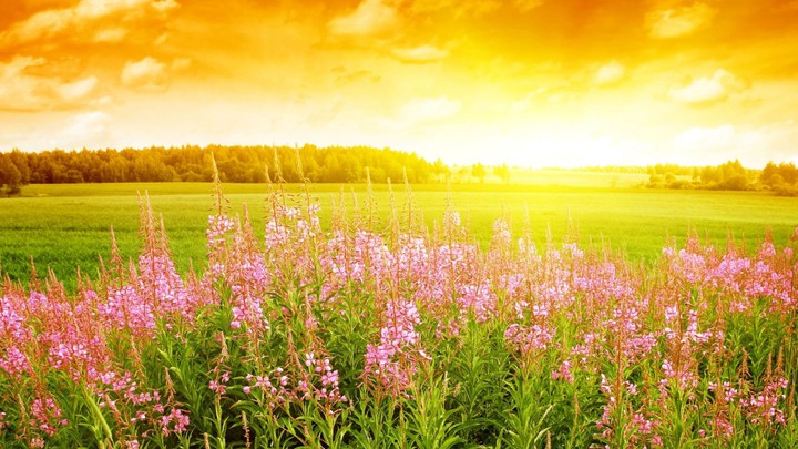 Sunny morning in summer