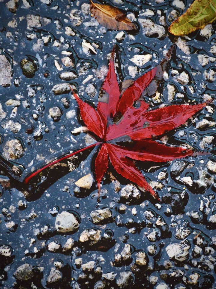 fall