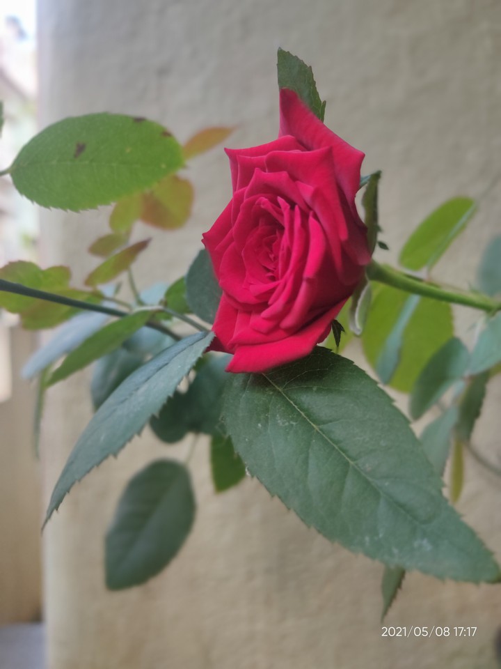 rose