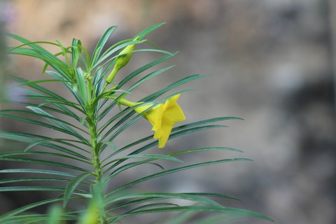 Plant with Bud