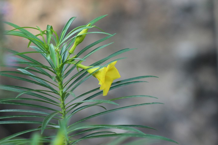Plant with Bud