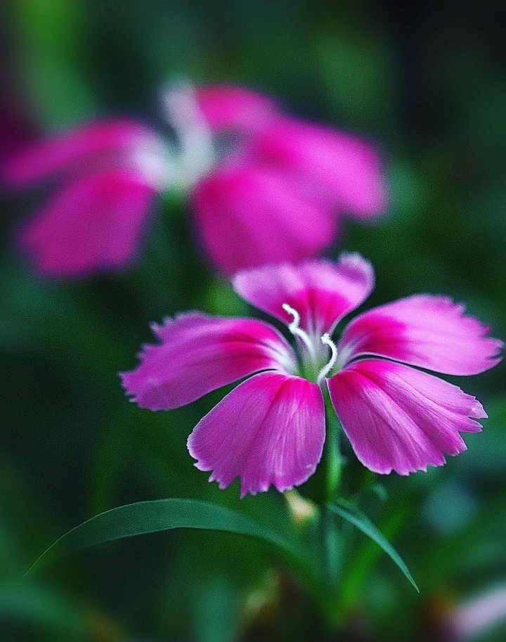 Garden cloves