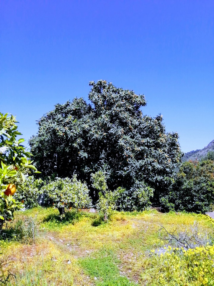 #medlar tree