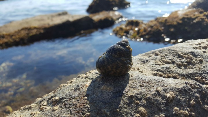 shell