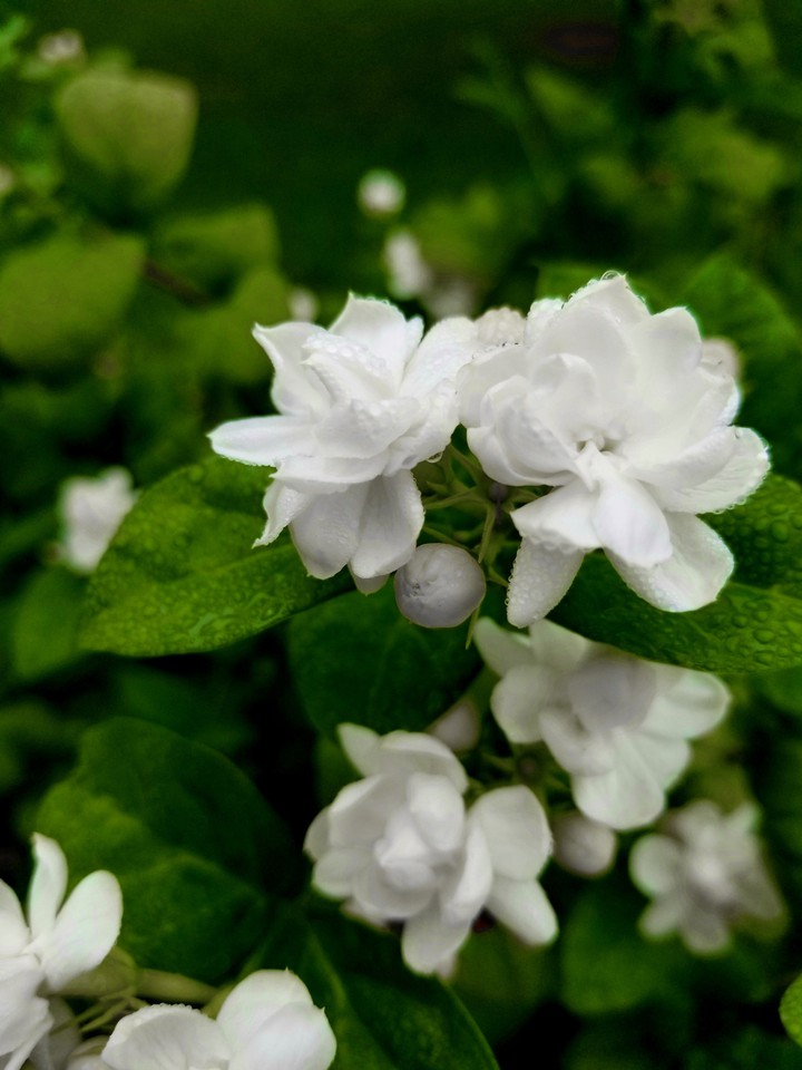 Jasmine Flowers
