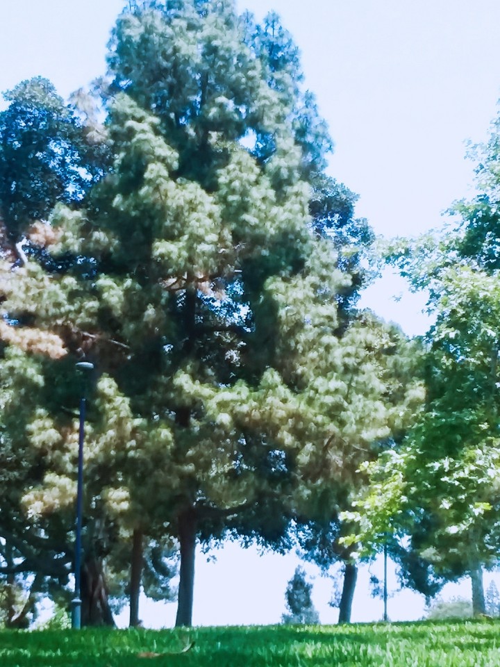 Sage Green Sunshine