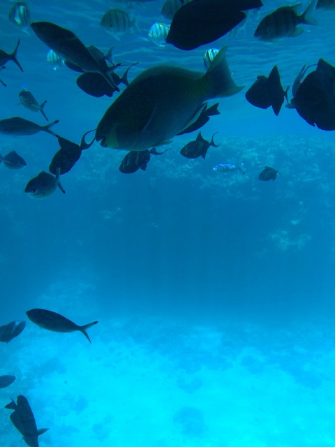 ocean