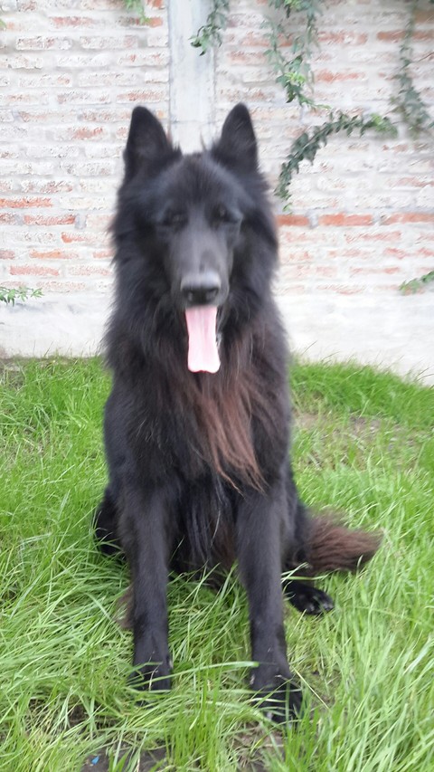 bostezo