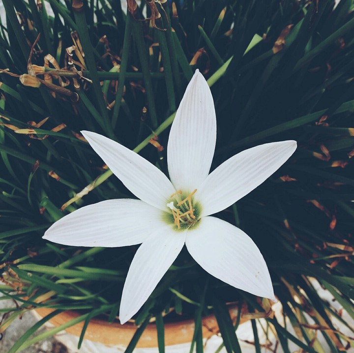 sun flower
