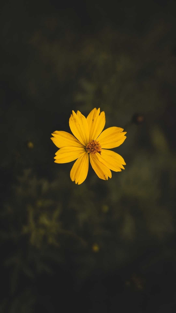 Little lonely flower
