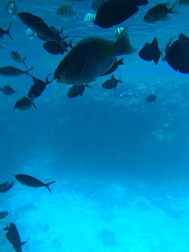 ocean