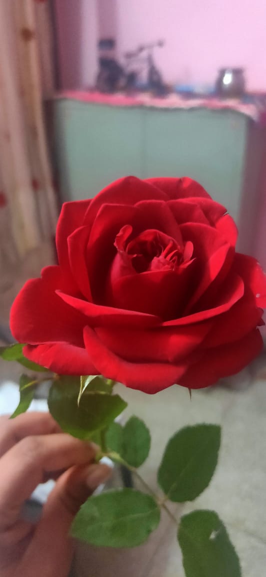 rose