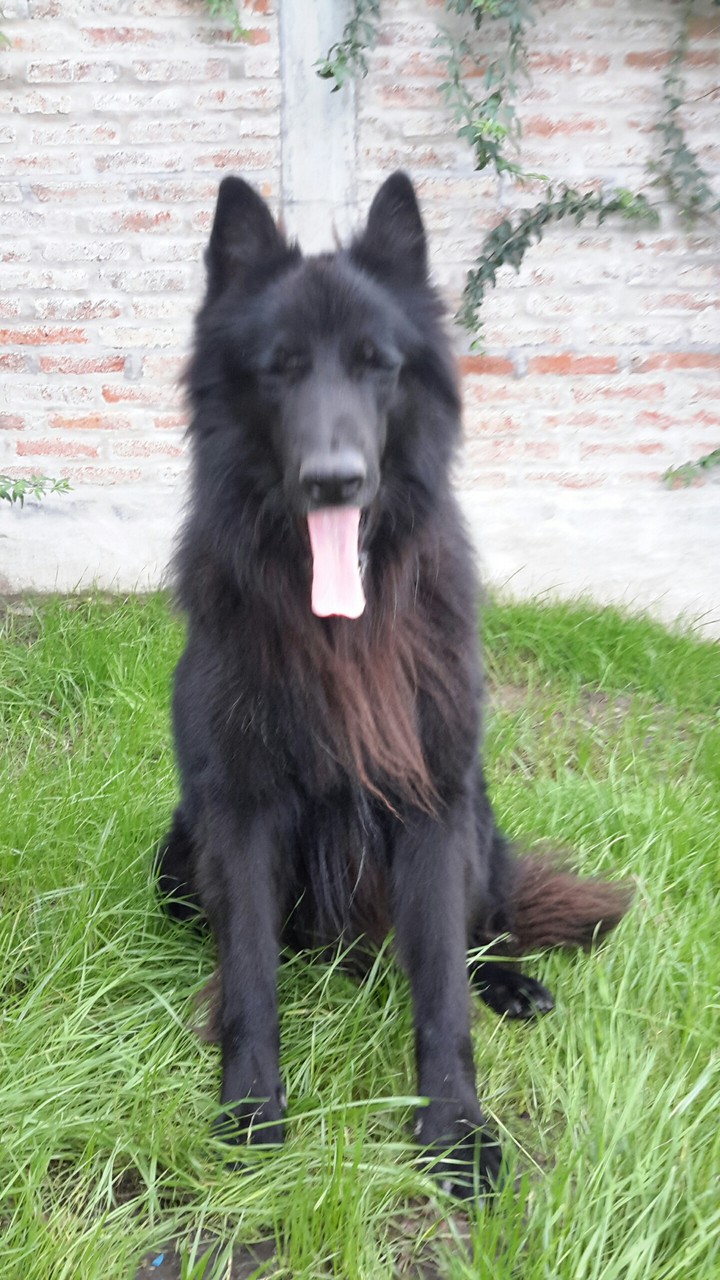 bostezo