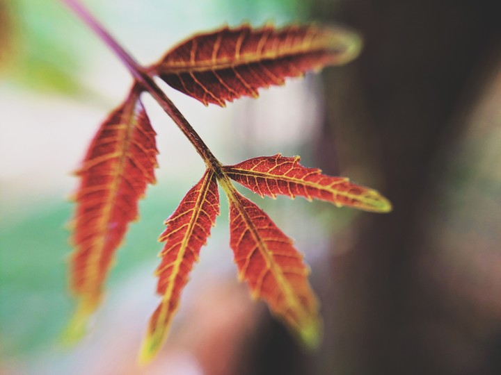 neem tree