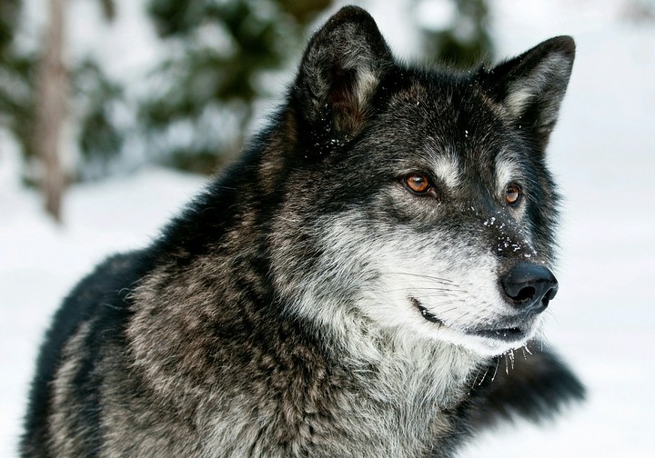 Wolf