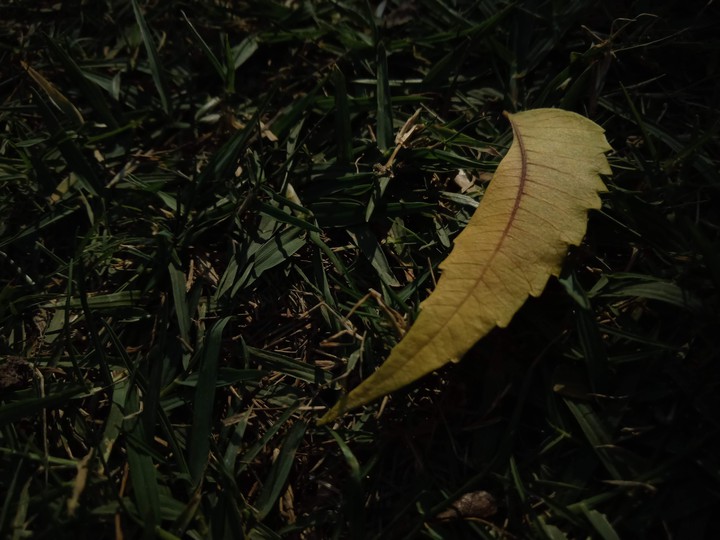 From the Nature