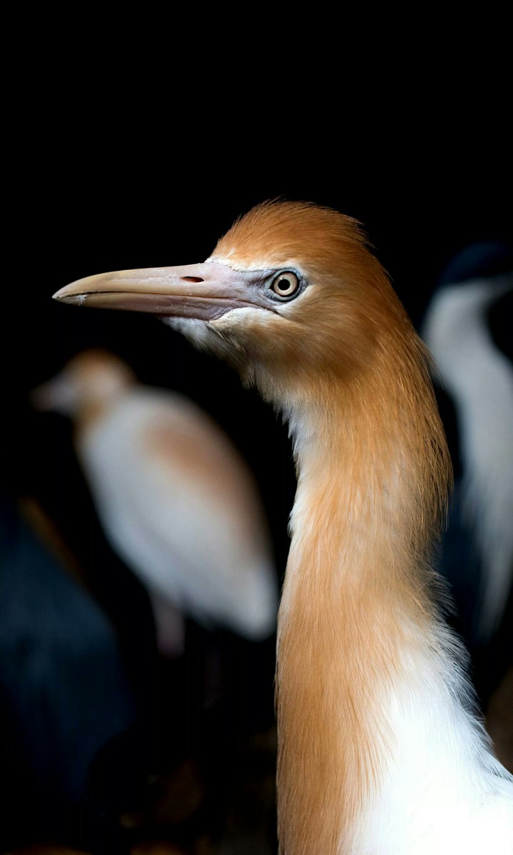 birds