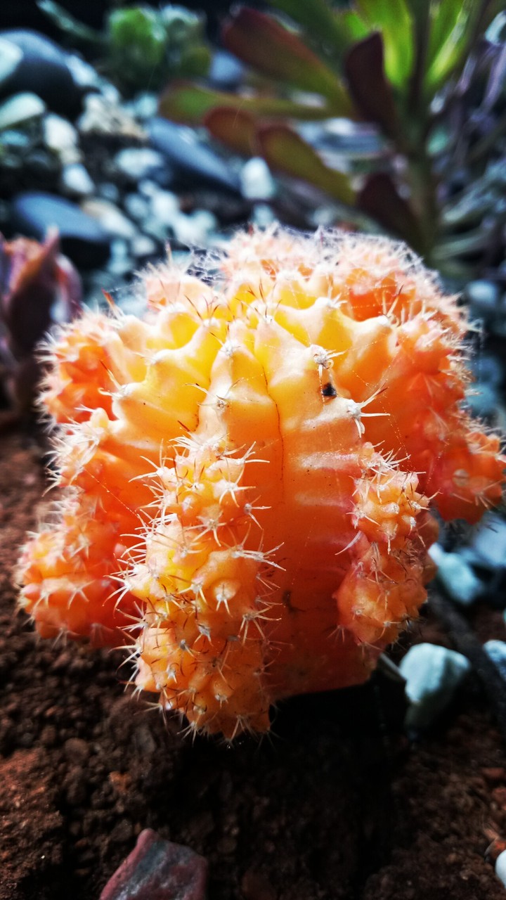 colourful cactus