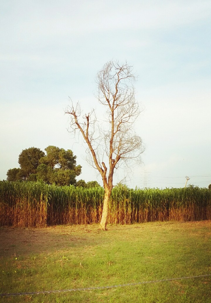 Bald Tree