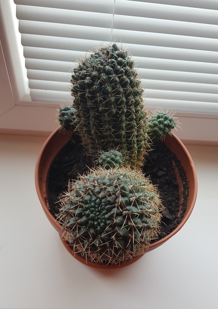 Cactus