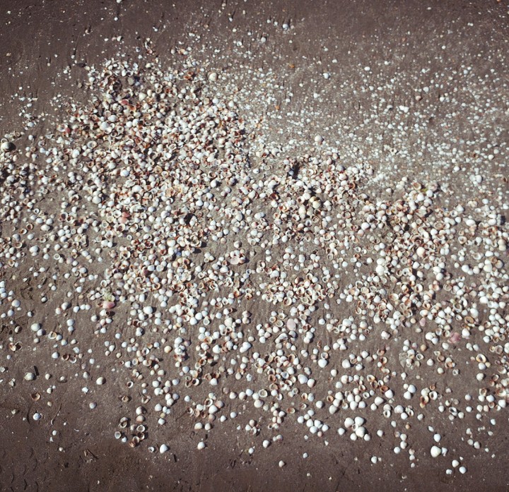 shells