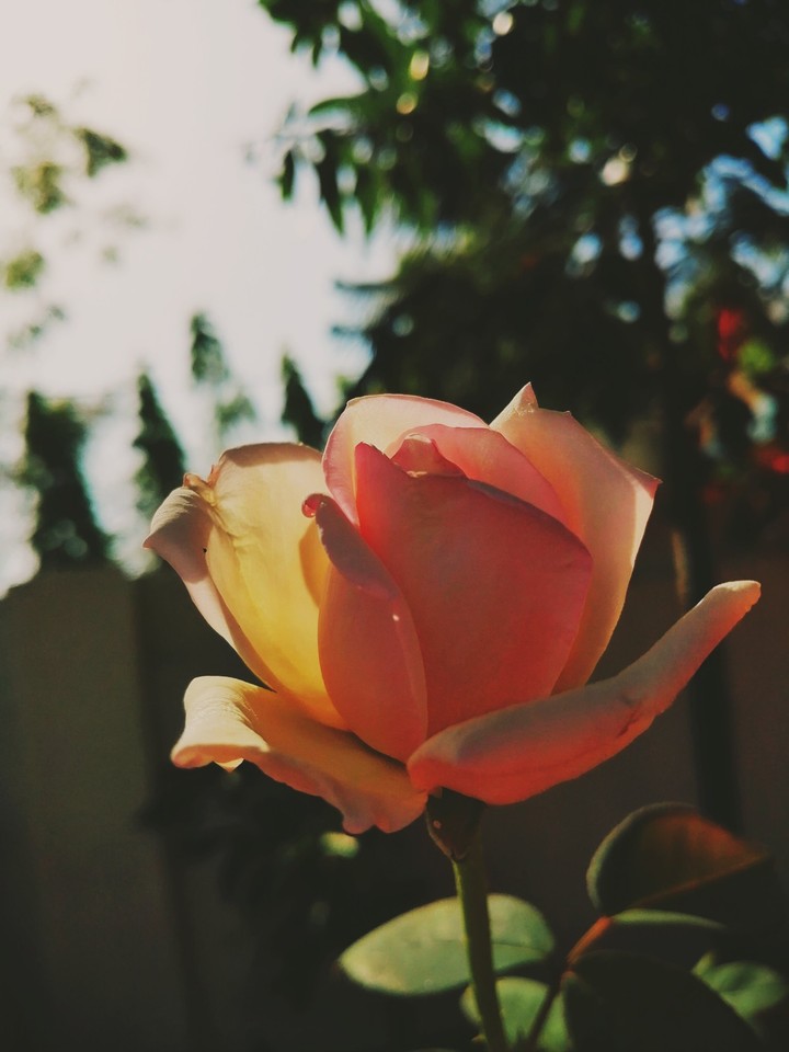 Rose!!