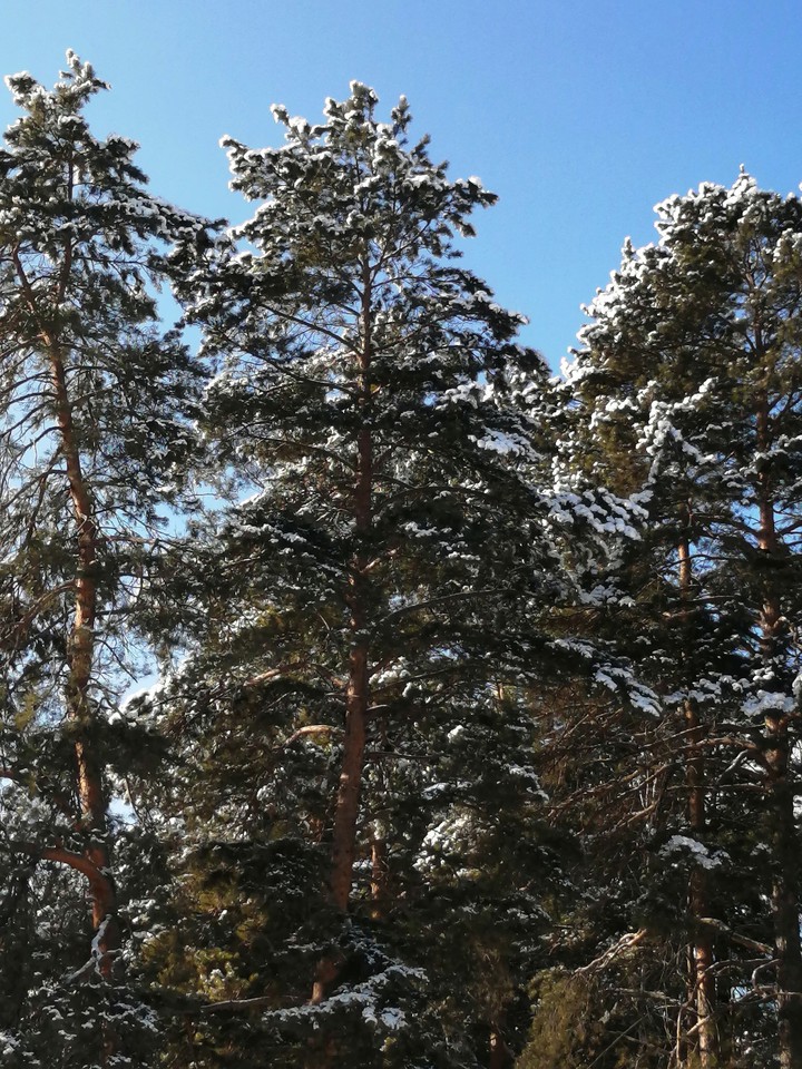снег